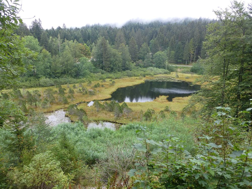 Le lac Luitel et sa tourbière, entourés de forêt
