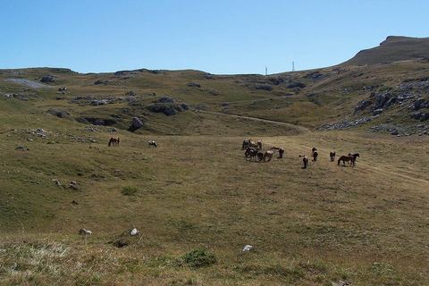 Le plateau de Font d'Urle en été avec des chevaux dans l'herbe