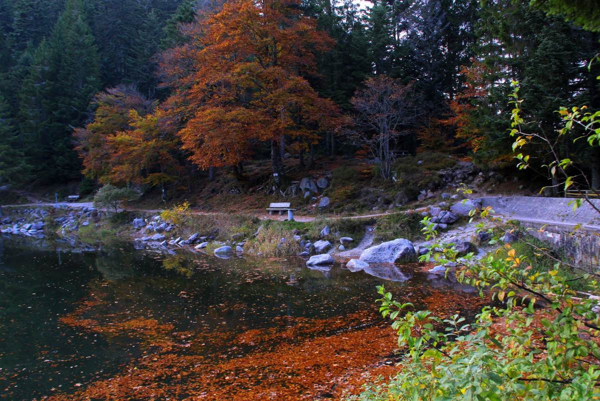 Le lac des Corbeaux à La Bresse, bordé de hêtres en automne